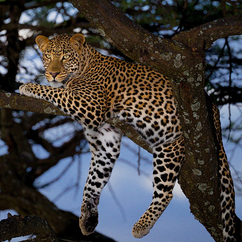 Leopard Afrika